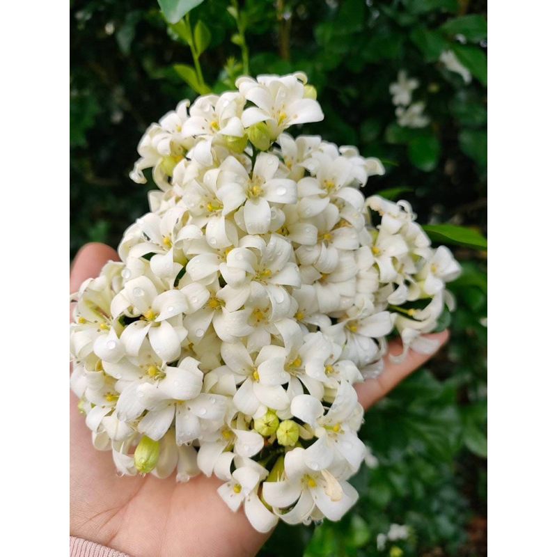 ต้นแก้วพวงดวงใจ ดอกดก หอมมาก ปลูกทำรั้วได้ ต้นส่ง 20เซน - รูปที่ 2