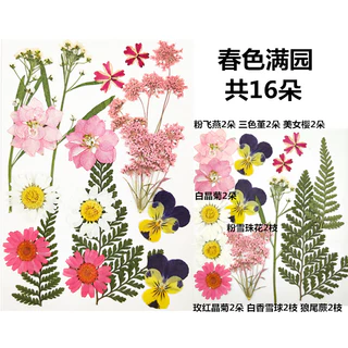 【 🌸 พร้อมส่ง ] 🌸 18pcs ดอกไม้จริงดอกไม้แห้งลายนูนหลายสไตล์ตัวเลือก DIY ทำด้วยมือวัสดุ