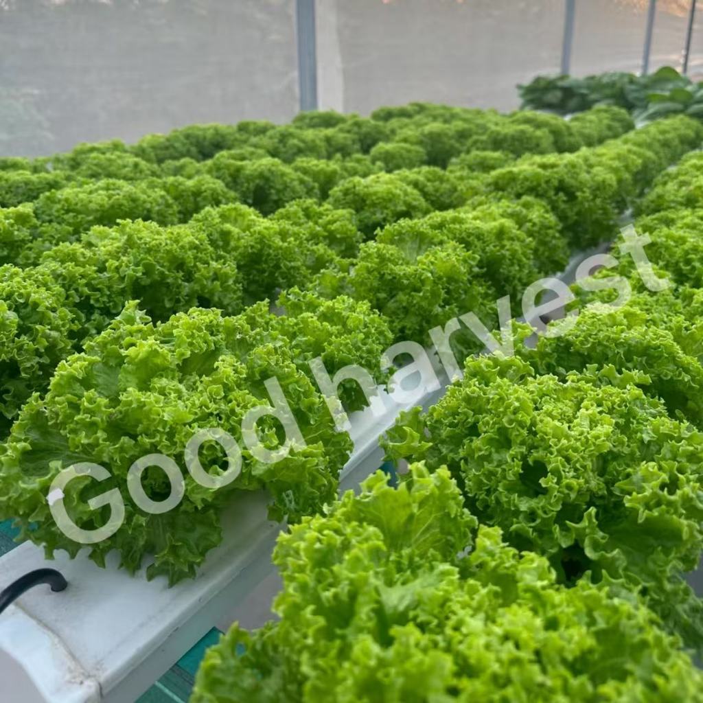 รูปภาพ 4