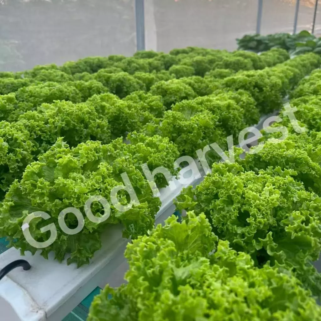 [ขายดีอันดับ 1]🌱เมล็ดผักสลัด 800+ เมล็ด 2 บาท 📌งอกดีมีคู่มือการปลูก [10 แถม 2 คละได้] / เมล็ดพันธุ์ผักสลัด อินทรีย์ thumbnail 5