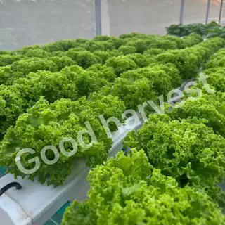[ขายดีอันดับ 1]🌱เมล็ดผักสลัด 800+ เมล็ด 2 บาท 📌งอกดีมีคู่มือการปลูก [10 แถม 2 คละได้] / เมล็ดพันธุ์ผักสลัด อินทรีย์