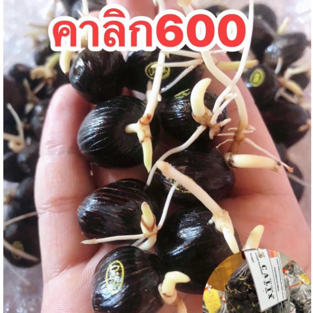 คาลิด600เมล็ดพันธุ์ปาล์มน้ำมันคุณภาพดี50เมล็ด (💥รับประกันทุกเมล็ด💥) ของแท้100%มีใบรับรองสายพันธุ์