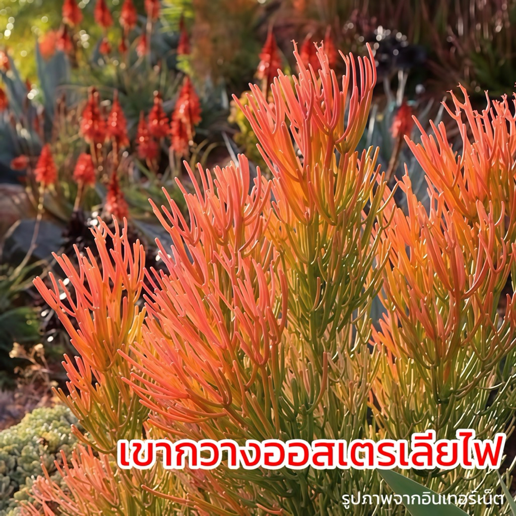 เขากวางออสเตรเลียไฟ พญาไร้ใบ ไม้แต่งสวน ยิ่งโดนแดดยิ่งแดง (Euphorbia firestick)