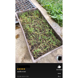 เมล็ดพันธุ์ ผักชีลาว 10 กรัม🪴เมล็ดใหม่สมบูรณ์ อัตราความงอกสูง ซื้อ[ 10แถม2 ]คละได้