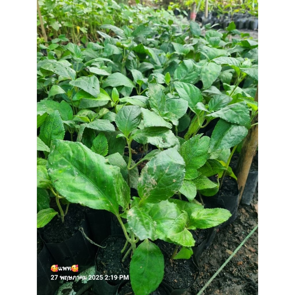 เนียมหอม 1 ต้นถุงดำเล็ก ใบมีกลิ่นหอม🪴 หอมเทียบใบเตย พืชสมุนไพรโบราณ ใบใช้ดองเหล้า เป็นเครื่องหอมได้🤩🌱