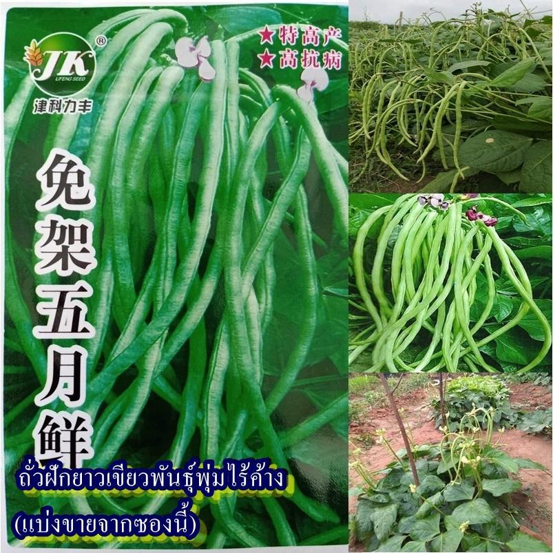 20 เมล็ด เมล็ดถั่วฝักยาวเขียวพันธุ์พุ่มไร้ค้าง (ปลูกง่าย ไม่ต้องทำค้าง ดูแลง่าย ออกฝักดก ฝักยาวสีเขียว รสชาติหวานกรอบ)