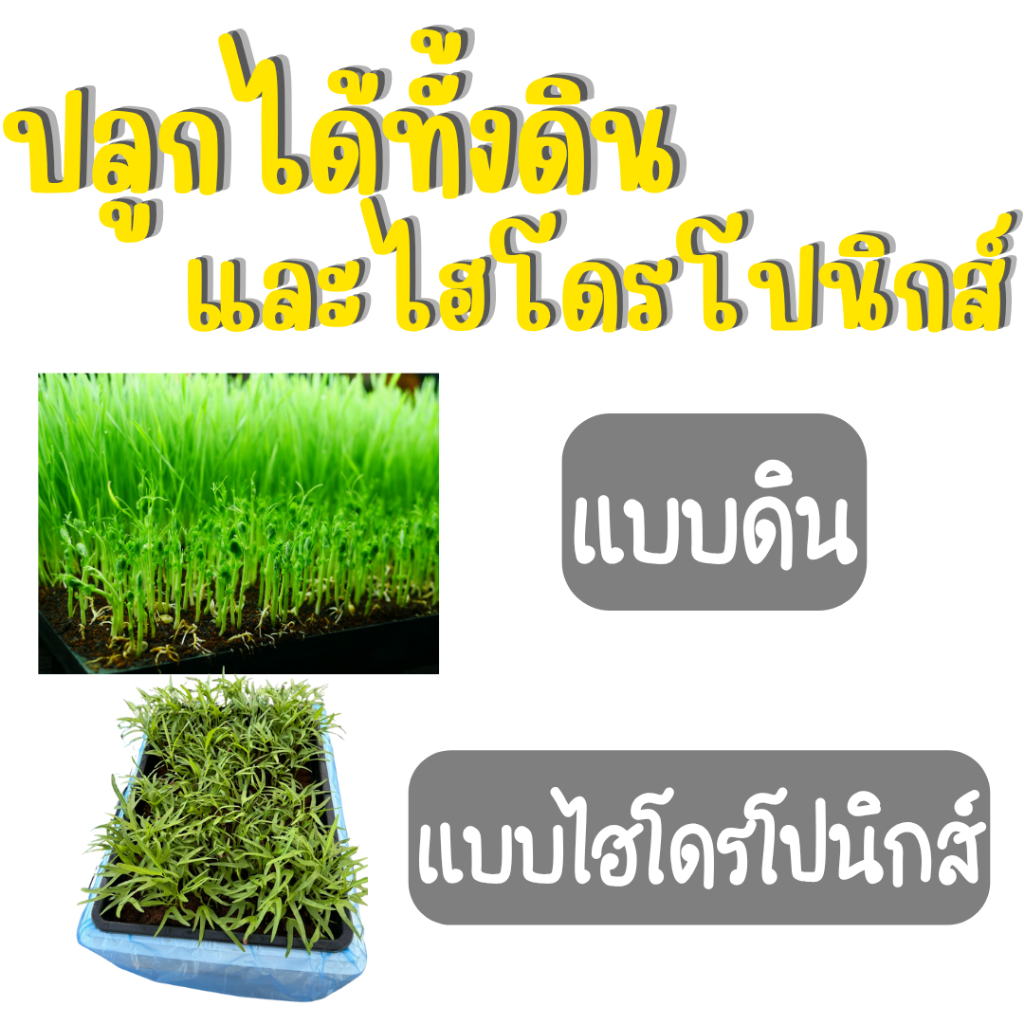 ผักบุ้งจีนไผ่เงิน เมล็ดผักบุ้งจีน 1 รูปที่ 4