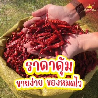 พริกแห้ง จินดา (เด็ด) 5 กก. เม็ดอวบ ทำน้ำพริก ทำพริกแกง ทำพริกป่น และ อาหารอื่นๆ