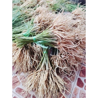 ต้นกล้าหน่อไม้ฝรั่งมัดละ30ต้น 145บาท