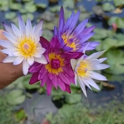 บัวไทยบัวผันสวยสวย4สีมีสีม่วงสีม่วงเเถบขาวสีชมพู่สีขาวเเถมเเถมอีกสองต้น99บาท
