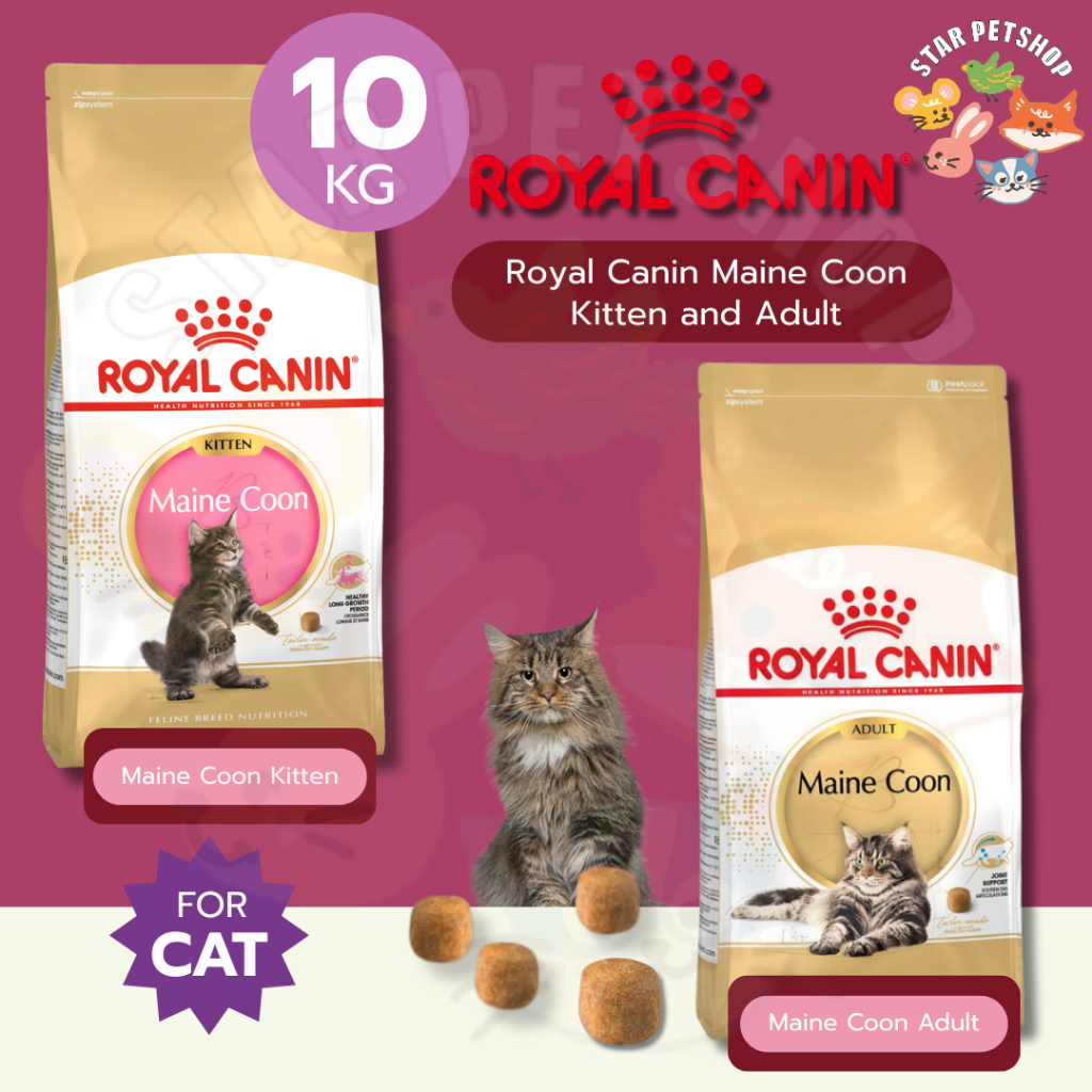 Royal Canin Maine Coon Kitten and Adult สำหรับแมวโต และ แมวเด็ก พันธุ์เมนคูน อายุ 15 เดือนขึ้นไป