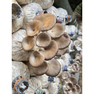 ก้อนเห็ดนางฟ้าภูฐาน ชุด 12 ก้อน ออกดอกนาน 4-6 เดือน