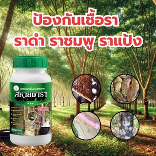 ยาทาหน้ายางพารายาเร่งน้ำยางสหายพารา