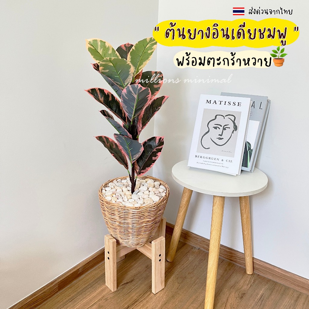 ต้นยางอินเดียด่างชมพู พร้อมตะกร้าหวาย ((แถมฟรีหินโรย!!))