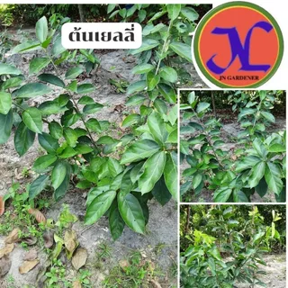 ต้นพันธุ์เยลลี่สูง25-35เซนติเมตร,ปักชำกิ่ง,ใบต้นเยลลี่นำไปทำวุ้นได้