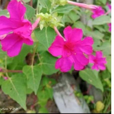 เมล็ดพันธุ์บานเช้าบานเย็นสีชมพู ชุด 20 เม็ด 50 บาท