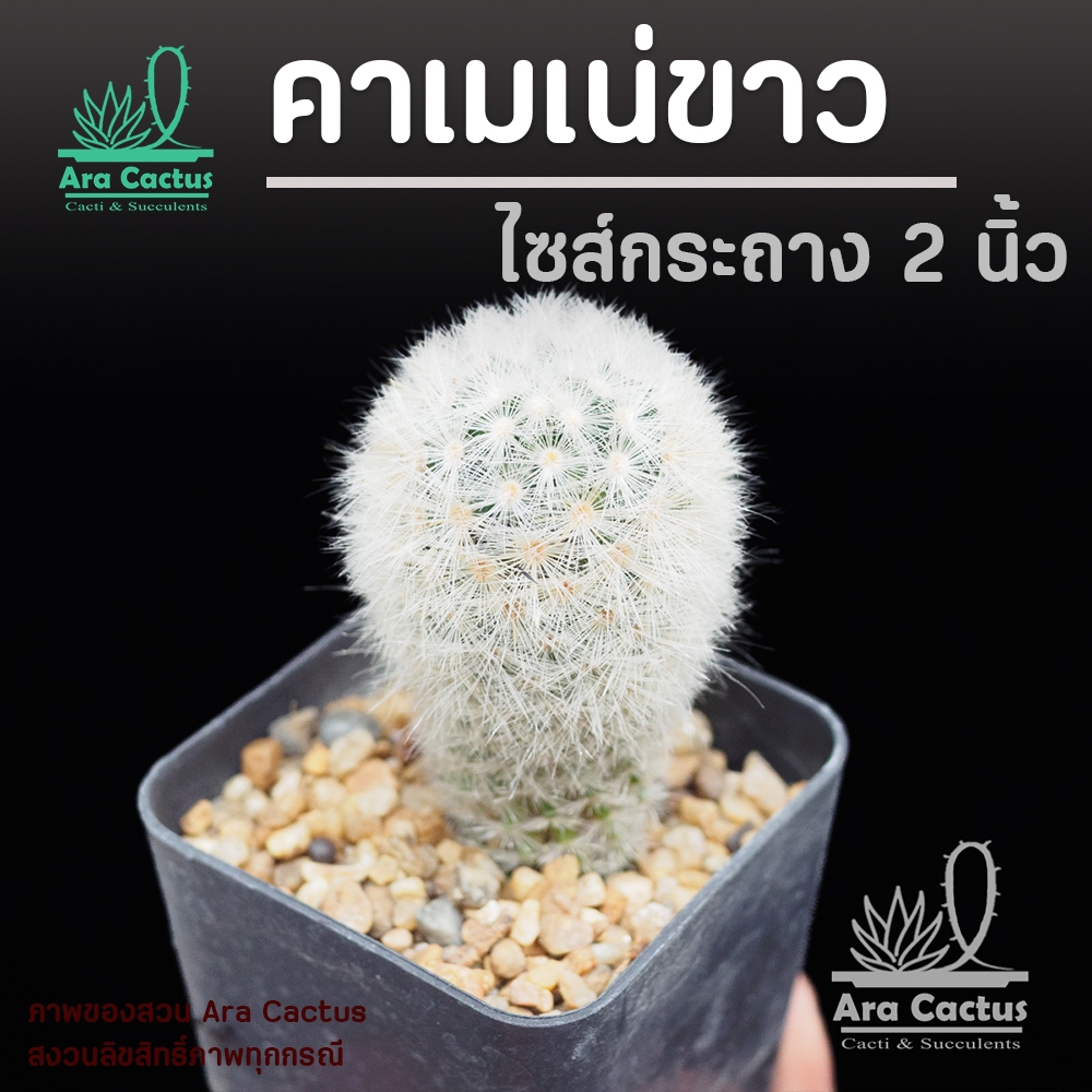 สวนขายเอง! แมมคาเมเน่ขาว Mammillaria carmenae ดอกชมพูไซส์กระถาง 3 นิ้ว แคคตัส แคนตัส กระบองเพชร ตะบองเพชร ต้นไม้ประดับ