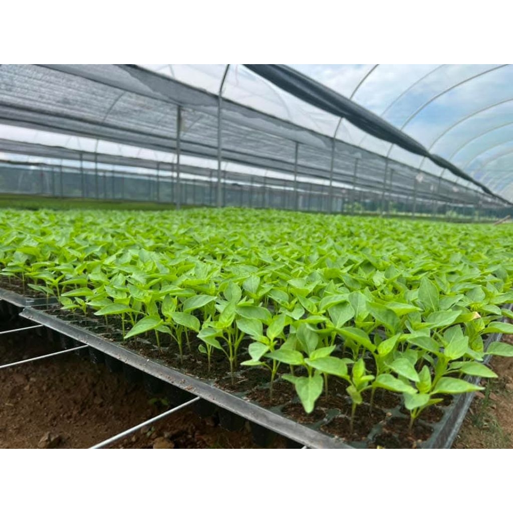 ต้นกล้าพริก ต้นกล้ามะเขือ รากดี ต้นสวย พร้อมปลูก - รูปที่ 5