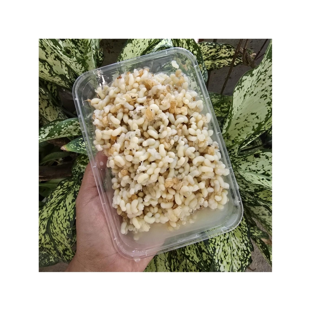 ไข่มดแดง แบ่งขายกล่องละ300กรัม อร่อยมากโปรตีนสูงไข่มันต่ำ เก็บสดและนำไปแช่แข็ง   (หลังละลายน้ำหนักจะหายนิดหน่อยนะครับ )