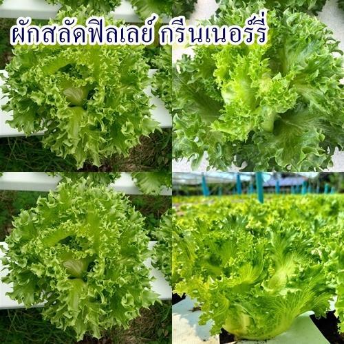 300+ เมล็ด เมล็ดผักสลัดฟิลเลย์ กรีนเนอร์รี่ (ปลูกง่าย รสชาติหวานกรอบ เป็นผักสลัดชนิดหนึ่งที่ใบมีลักษณะหยักเป็นคลื่น)