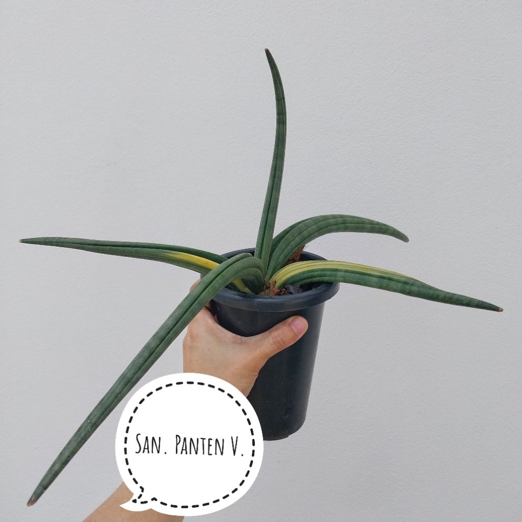 San. Paten variegated ลิ้นมังกร พาเทนด่าง ไม้มงคล ไม้ฟอกอากาศ หายาก ต้นใหญ่ ฟอร์มสวย ได้ต้นตามภาพที่เลือก