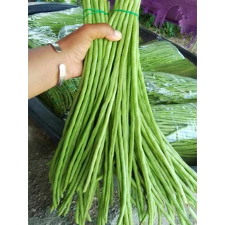 เมล็ดพันธุ์ถั่วฝักยาวพิจิตร 3 พันธุ์ดก 50 เมล็ด 39 บาท