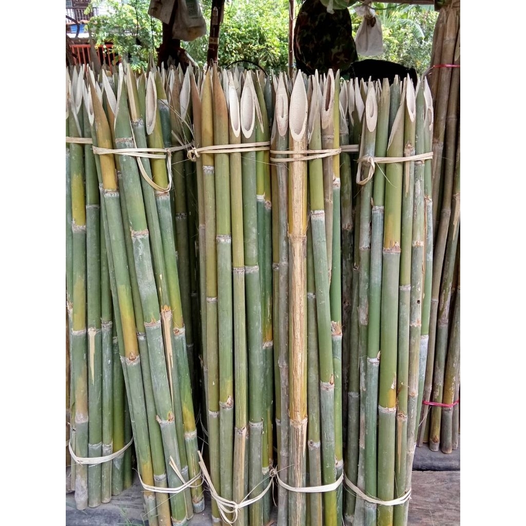 ไม้ไผ่แบบลำคละขนาด  ยาว100ซม. จำนวน20ลำ มีปลายแหลมไว้ปักลงดิน ค้ำยันต้นไม้