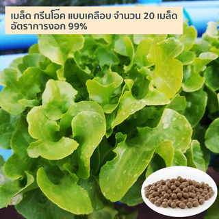 เมล็ดพันธุ์ผักสลัดเคลือบ ปลูกง่าย งอกเร็ว 99% ปลูกในบ้าน ไฮโดรโปนิกส์ ผักปลอดสาร กรีนโอ๊ค ผักคอส