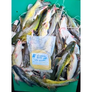 เหยื่อตกปลากดสูตรเย็น กิโลละ 160 บาท ในทั้งน้ำไหลกับน้ำนิ่ง สารพัดปลาน้ำทุกน้ำ