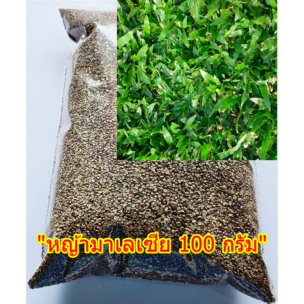 ขายส่ง 1 ขีด เมล็ดหญ้ามาเลเซีย Tropical Carpet grass Savanna Grass หญ้าเห็บ หญ้าไผ่ หญ้าปูสนาม สนามหญ้า พืชตระกูลหญ้า