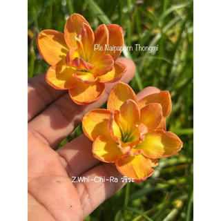 บัวดินสีเหลืองส้ม ดอกซ้อน ชื่อ Z.Wa-Chi-Ra,วชิระ 5หัว95บาท