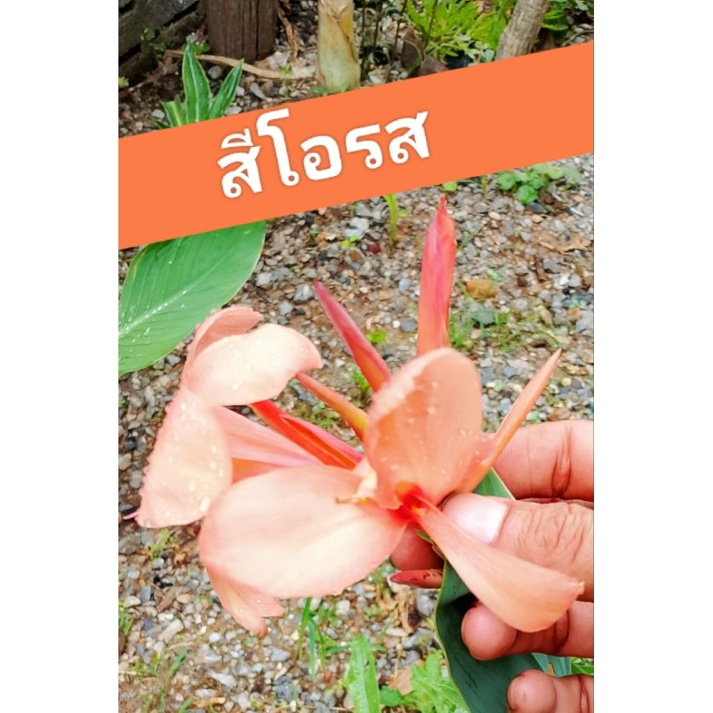 💥พุทธรักษา‼️ สวยละมุน🌺🌈สีโอรส🌈สายพันธุ์กลาง🪷