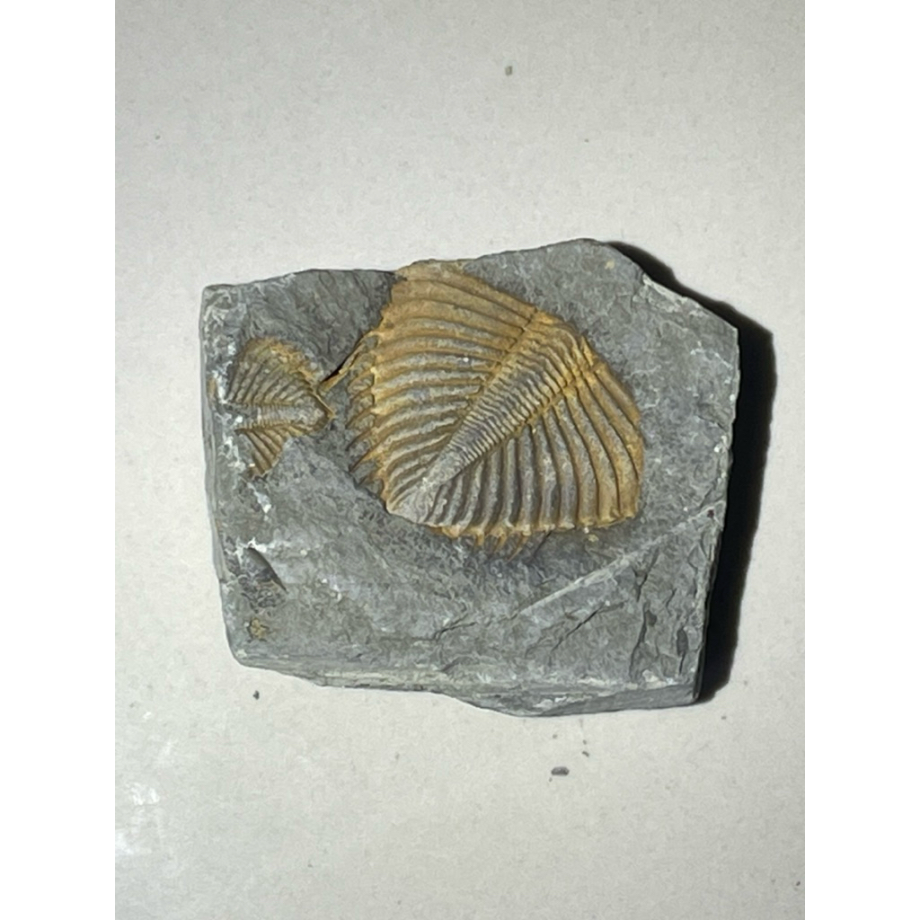 🪨 ไทรโลไบต์ (Trilobite Fossil) – ซากดึกดำบรรพ์กว่า 500 ล้านปี ของสะสมหายาก สำหรับผู้รักประวัติศาสตร์