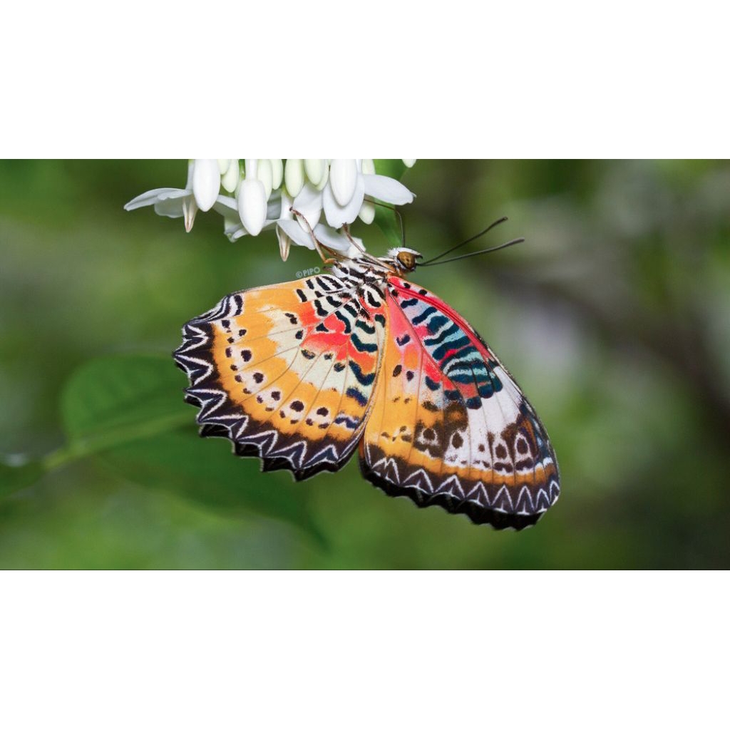 รูปภาพ 7