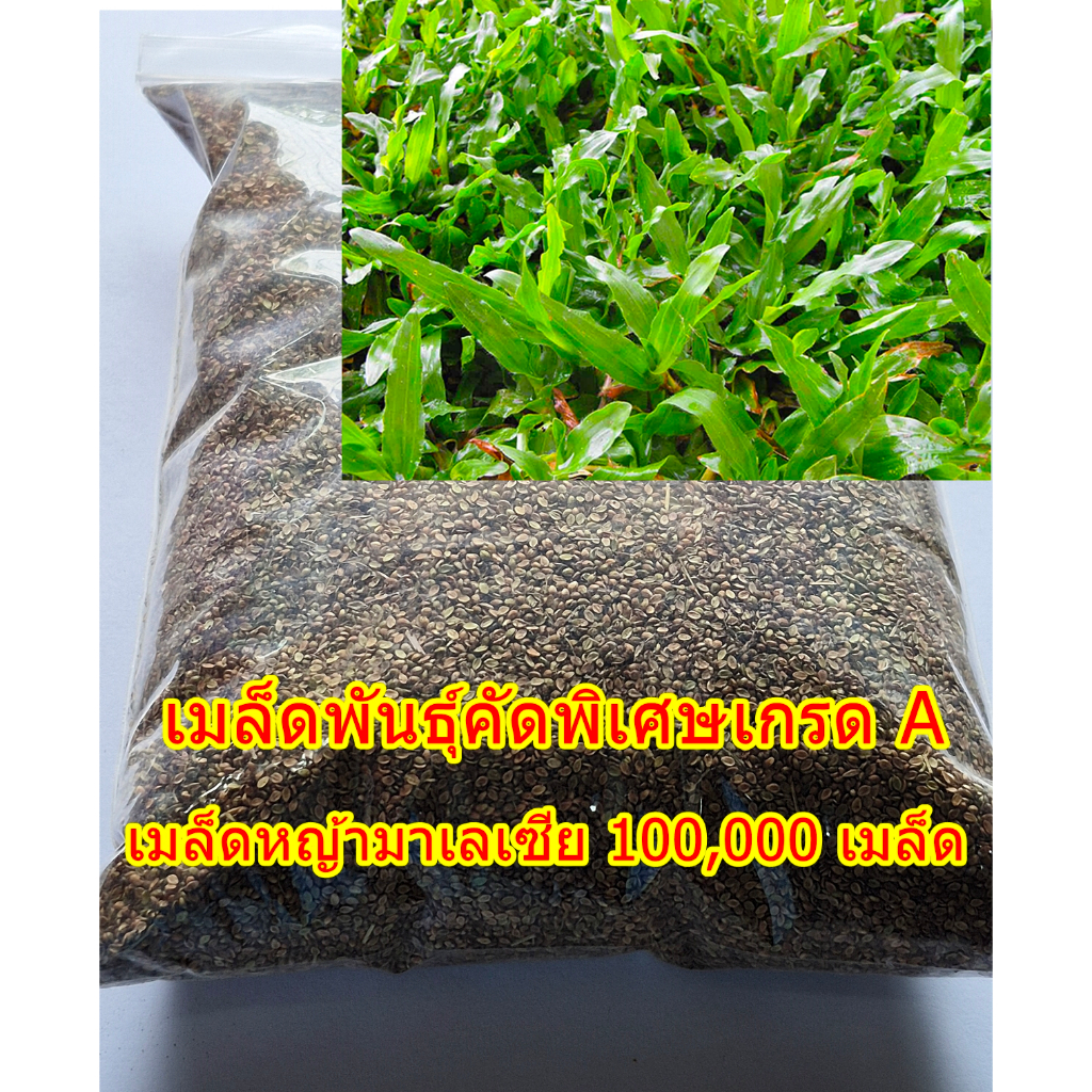 เมล็ดพันธุ์คัดพิเศษเกรด A เมล็ดหญ้ามาเลเซีย Tropical Carpet grass หญ้าเห็บ หญ้าไผ่ หญ้าปูสนาม 100,000 เมล็ด