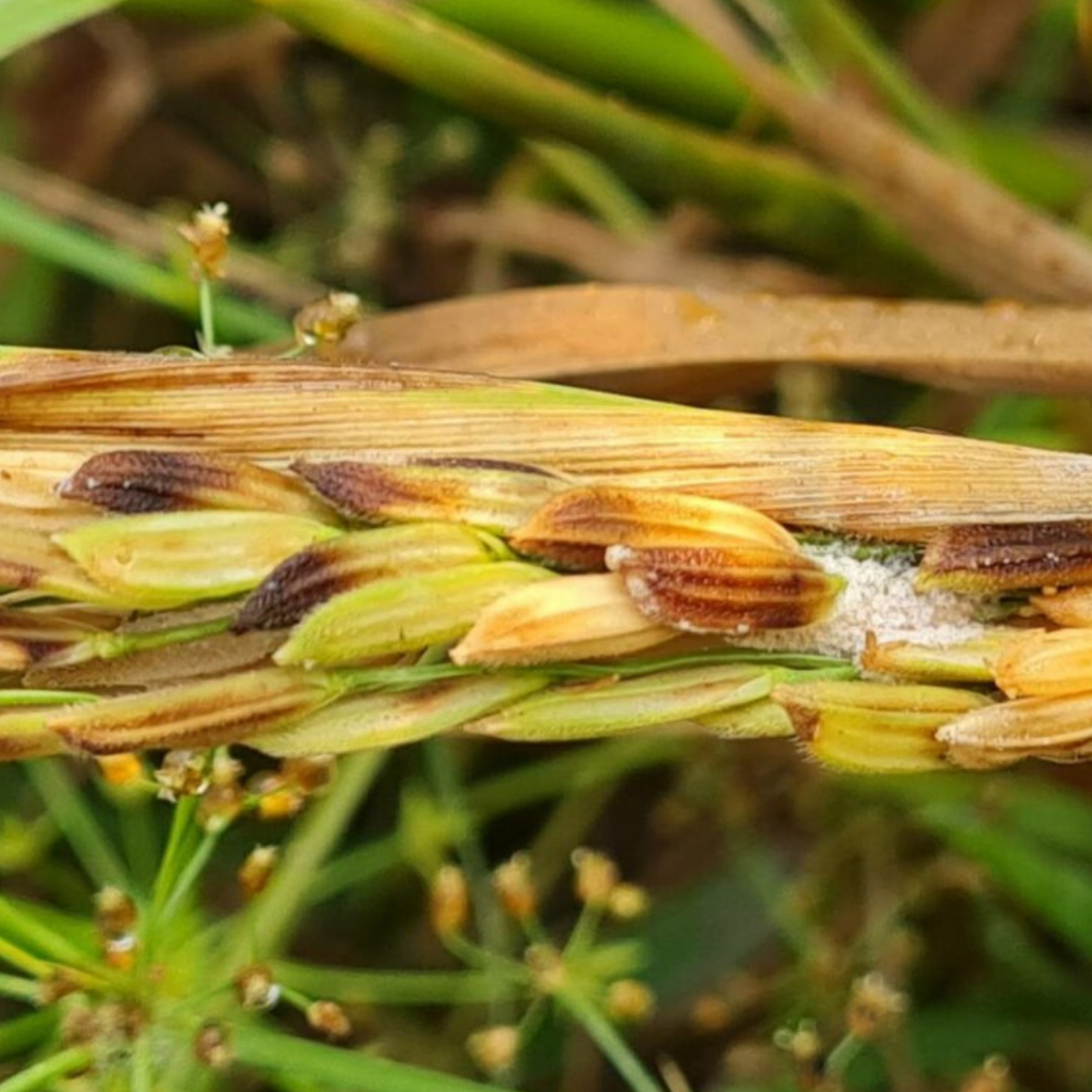 เอ็กซโตรบิน อะซอกซีสโตรบิน 25% SC ขนาด 1 ลิตร ชนิดดูดซึม โรคพืช เชื้อรา แบคทีเรีย ใบเน่า รากเน่า โคนเน่า ใบไหม้ ใบจุด - รูปที่ 3