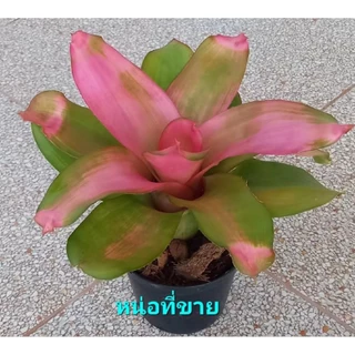 หน่อสับปะรดสี Neo. Pink Debbie มีรากเดินแล้ว ส่งแบบถอดกระถาง