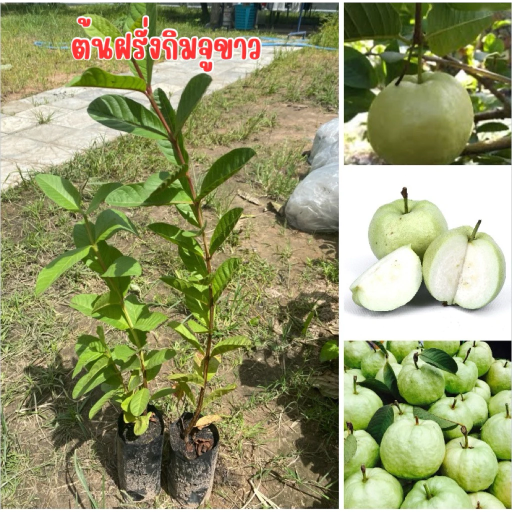ต้นฝรั่งกิมจูขาว4ต้น80บาท