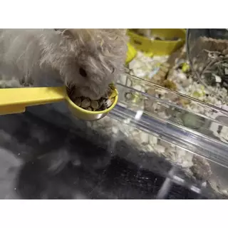 อาหารหนูเเฮมเตอร์ Hamster Food ใจแอ้นท์ โลโบ แบรนด์ดัง เเบ่งขาย (ขนาดกะปุกทดลอง) แบรนด์ที่ขายดีเด็กๆชอบ ถูกใจ H1 และ H2