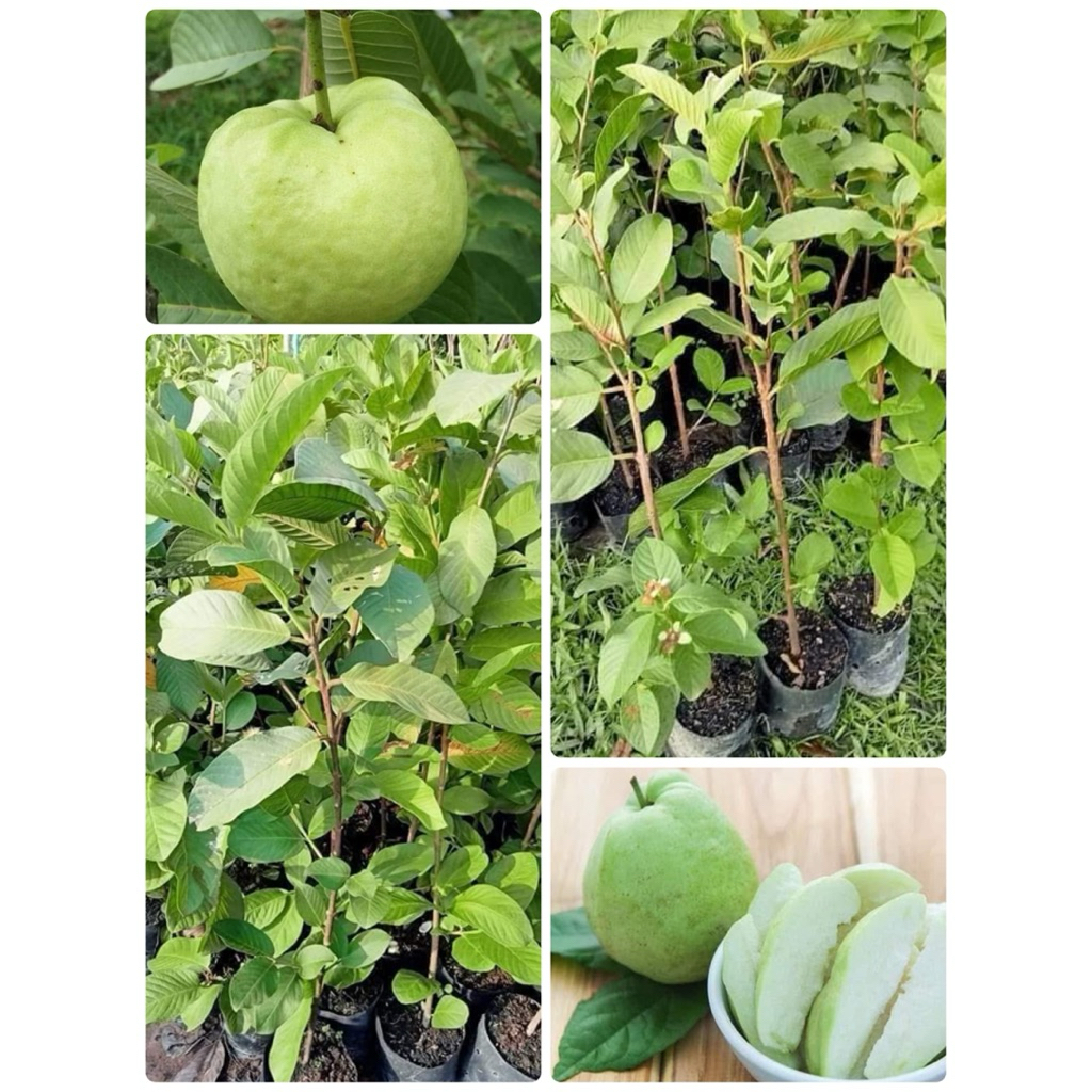 ต้นฝรั่งกิมจูกินตอนต้นสูงประมาณ 60 ถึง 70 เซนติเมตรพร้อมปลูก