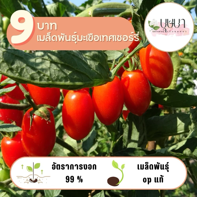 เมล็ดพันธุ์มะเขือเทศเชอร์รี่ 9 บาท 10 เมล็ด