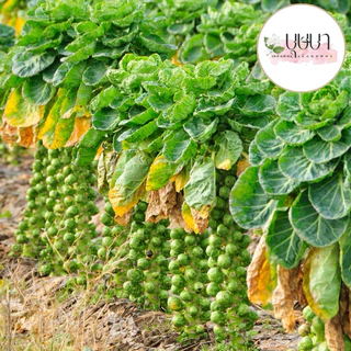 เมล็ดพันธุ์กระหล่ำปลีดาว 39บาท 250เมล็ด