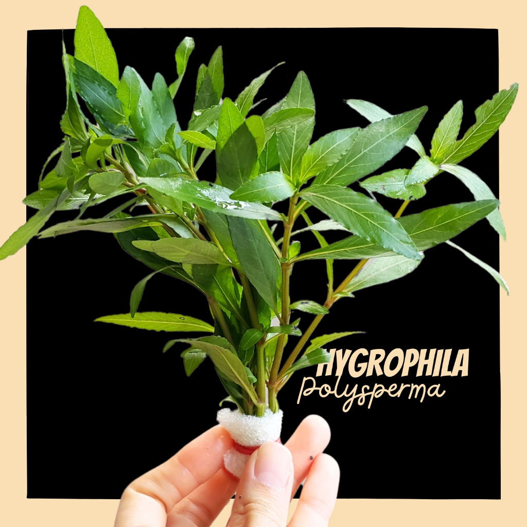 ขาไก่เขียว - HYGROPHILA POLYSPERMA ต้นไม้น้ำ