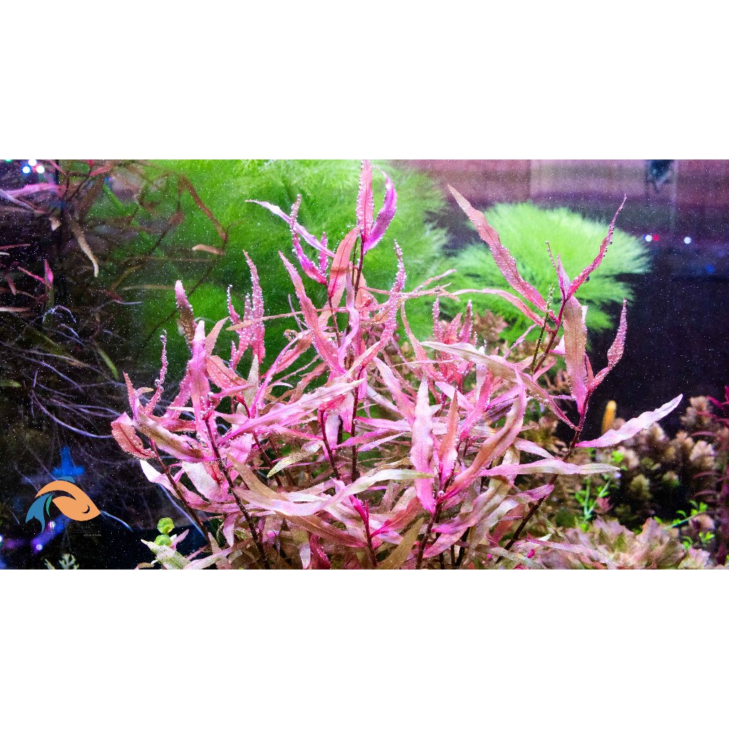 ต้นไม้น้ำ ไผ่น้ำแดง/โพลิโกนั่ม คาวาโกนั่ม Polygonum sp. 'kawagoeanum'