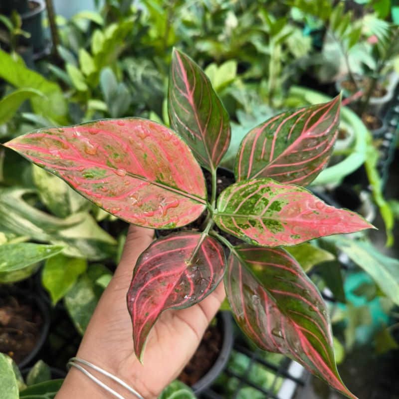 อโกนีมา ขันหมากราชาแดง aglaonema red king army