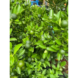 ต้นส้มจี๊ด ติดลูกแล้วมี 3 ขนาด กระถาง 5",8",10" รากเดินดี🍊🍊