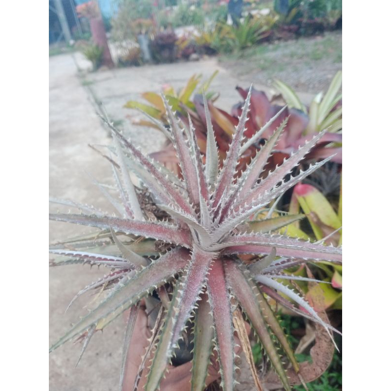 Dyckia platyphylla(ต้นสัปรดหนาม)