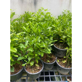 ต้นส้มจี๊ด🍊( ติดลูกทุกกระถาง )#มี 3 ขนาดให้เลือก กระถาง 5-8-10 นิ้ว