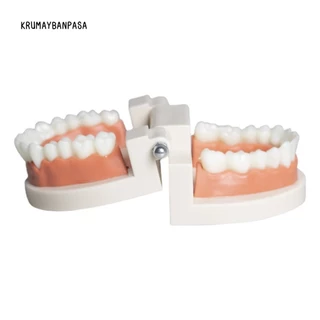 ของเล่นฟันปลอม โมเดลฟัน ฟันจำลอง เพื่อการเรียนรู้ การสาธิต สำหรับเด็กปฐมวัย