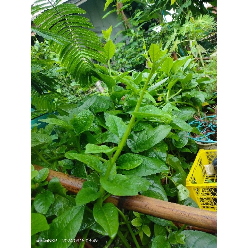ผักปังญี่ปุ่นสีเขียว ผักปัง กระสัง วอเตอเคส🌿🌿🌿